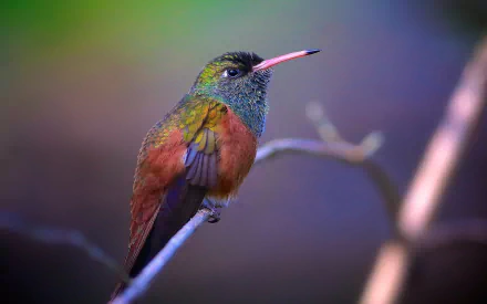 Animal hummingbird HD Desktop Wallpaper | Background Image