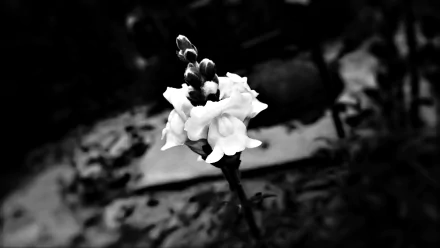 Black and white HD desktop wallpaper featuring a close-up of a single delicate flower in nature with a blurred background.