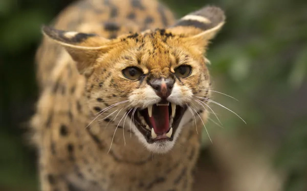 HD PC desktop wallpaper showing a snarling serval close-up, bared teeth and erect ears against a blurred green background.