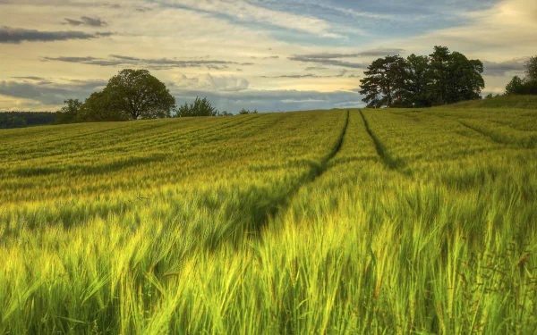 nature cornfield HD Desktop Wallpaper | Background Image