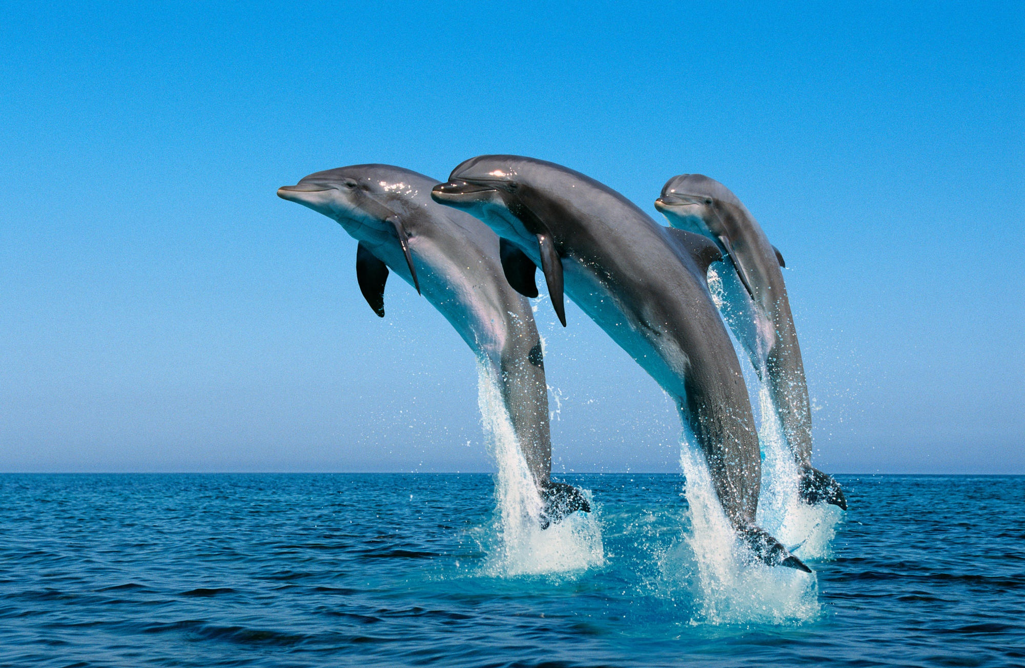 Animal Dolphin HD Wallpaper | Background Image