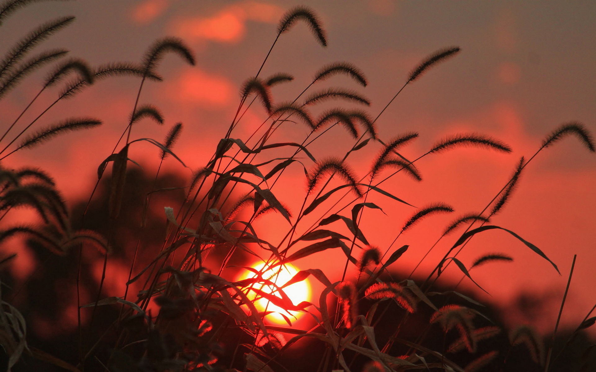 Download Nature Sunset HD Wallpaper
