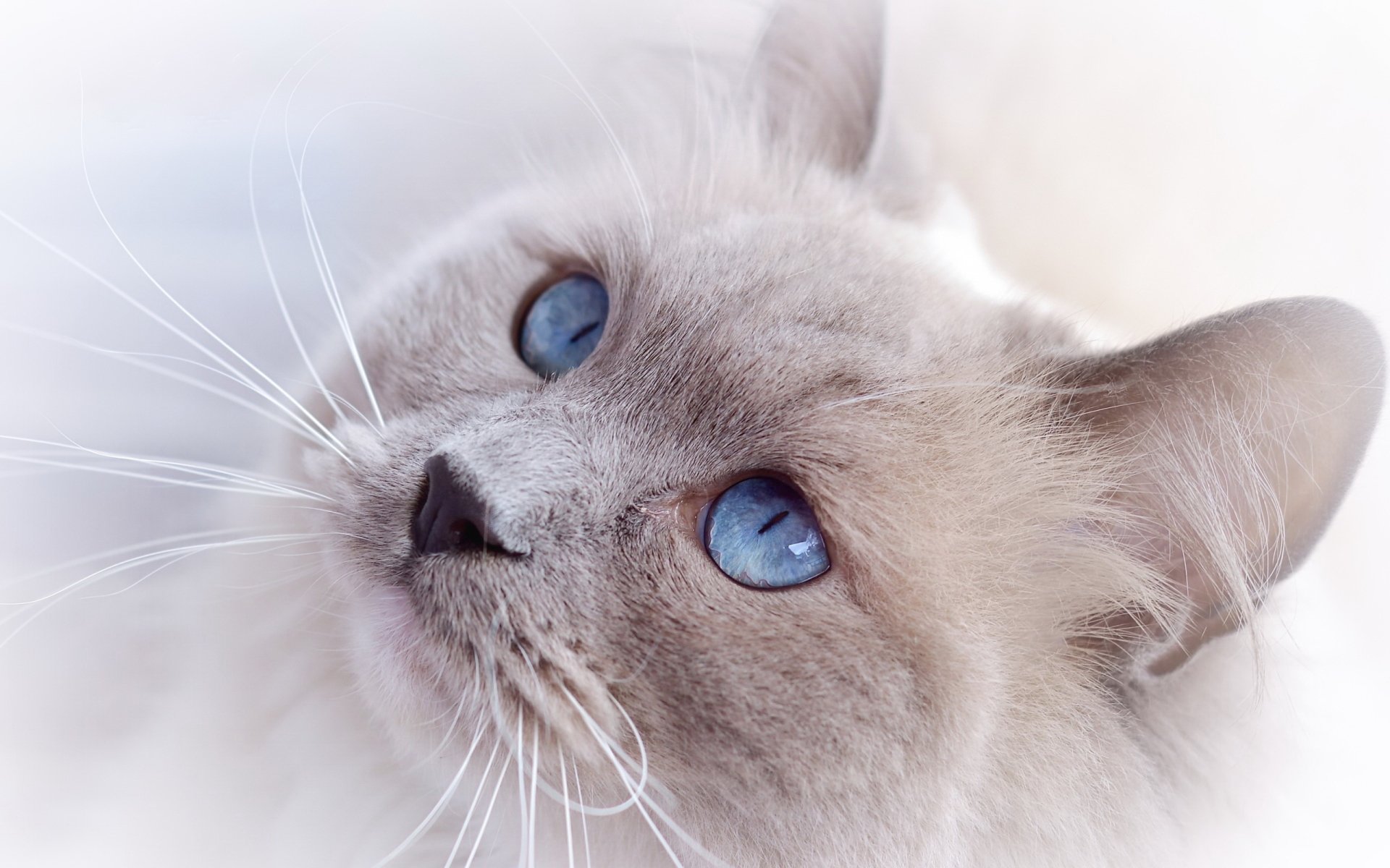 Download Animal Cat HD Wallpaper | 2560x1600 | Wallpaper Abyss