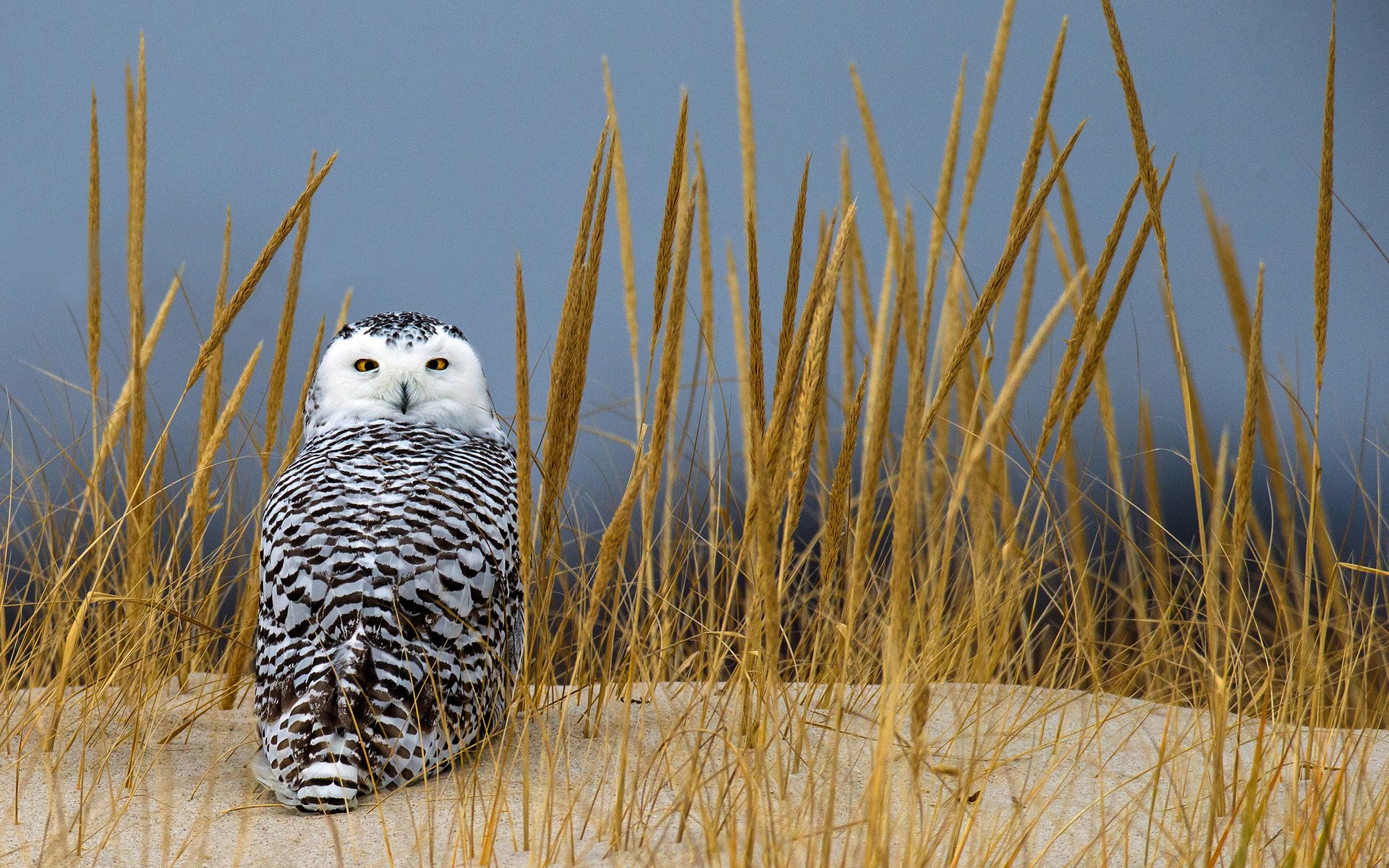 HD PC desktop wallpaper of a snowy owl (bird, animal) perched in dune grasses against a muted blue-gray sky.
