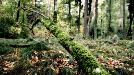 nature moss HD Desktop Wallpaper | Background Image