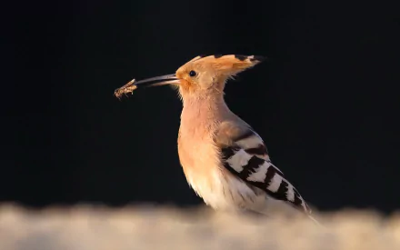 A hoopoe bird holds an insect in its beak, showcasing its distinctive crest and striking plumage. This HD image serves as an eye-catching desktop wallpaper.