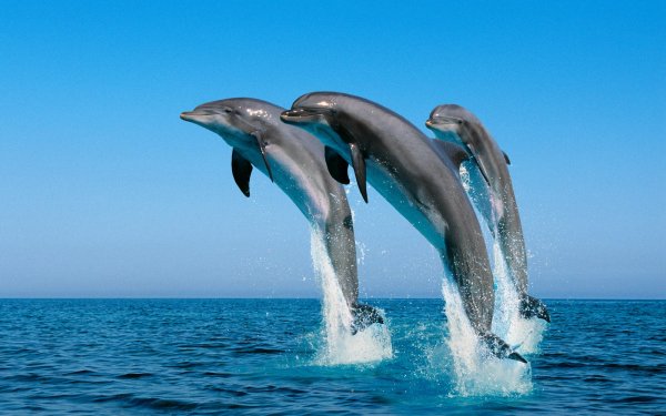 Animal Dolphin Bottlenose Dolphin HD Wallpaper | Background Image