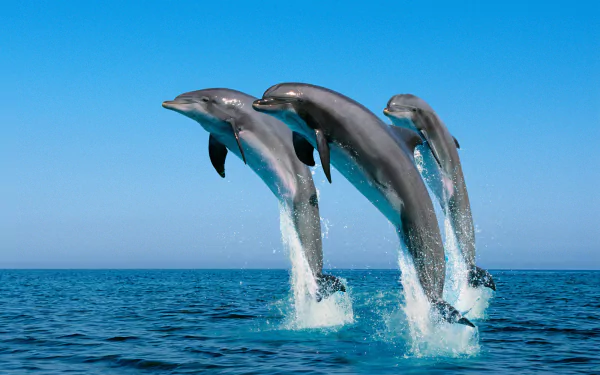  Bottlenose dolphins jumping