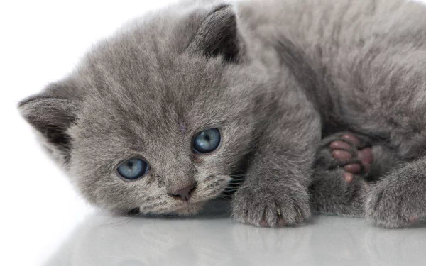 Close-up of a British Shorthair kitten with striking blue eyes, lying down on a reflective surface, captured in HD for a PC desktop wallpaper.