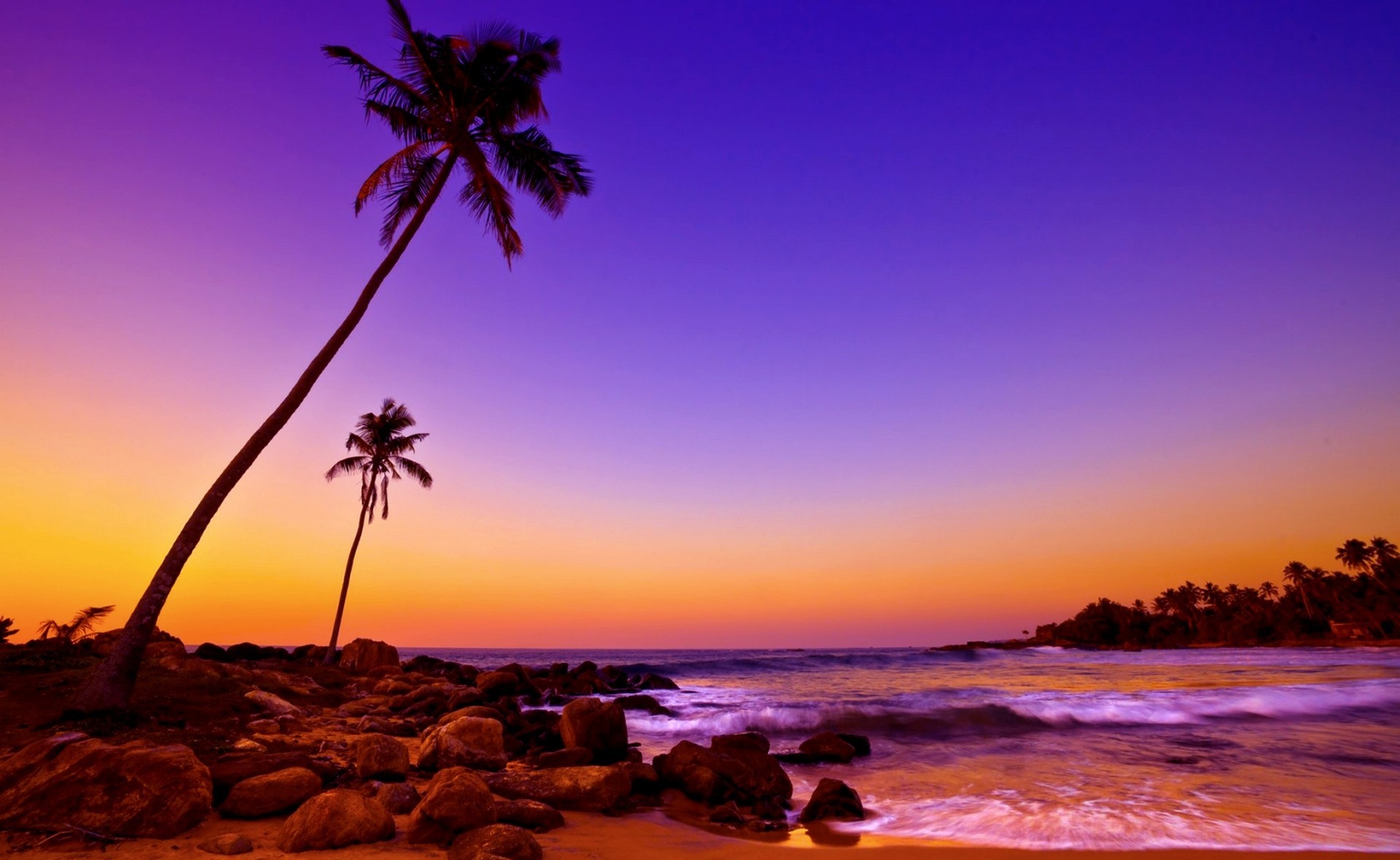 Download sea palm tree tropics nature sunset hd wallpaper
