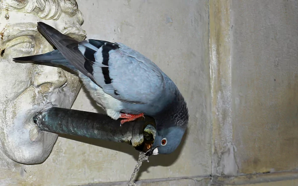 A pigeon perches on a pipe, peering down curiously. The image features high-definition clarity, making it an engaging desktop wallpaper and background.