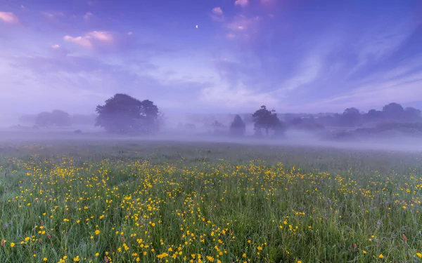 HD desktop wallpaper showing a foggy meadow with yellow wildflowers under a soft purple sky, blending nature and mist in a serene landscape.
