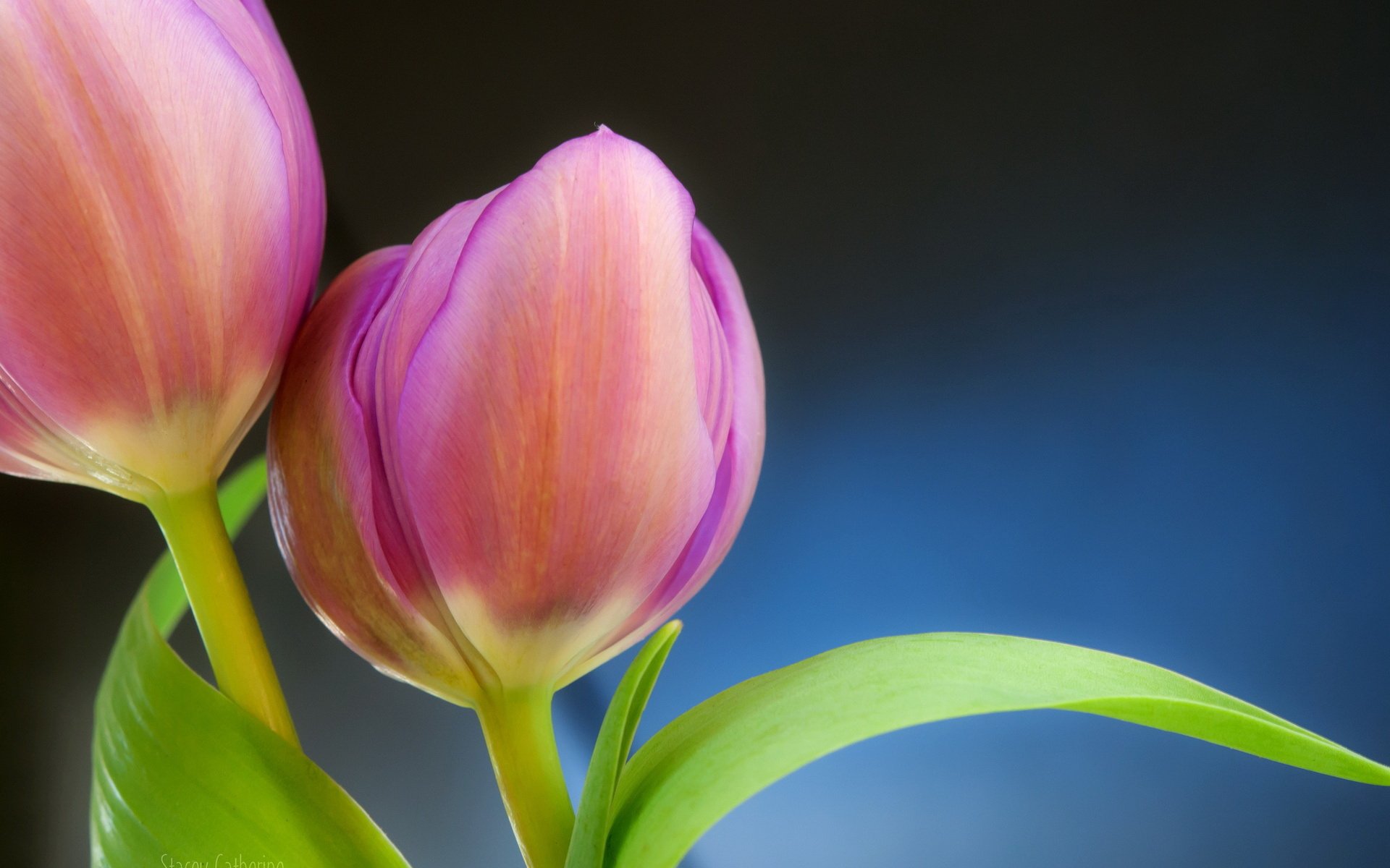 Close-up of pink tulip flowers with green leaves against a smooth blue background, captured in HD for a vibrant nature-themed PC desktop wallpaper.