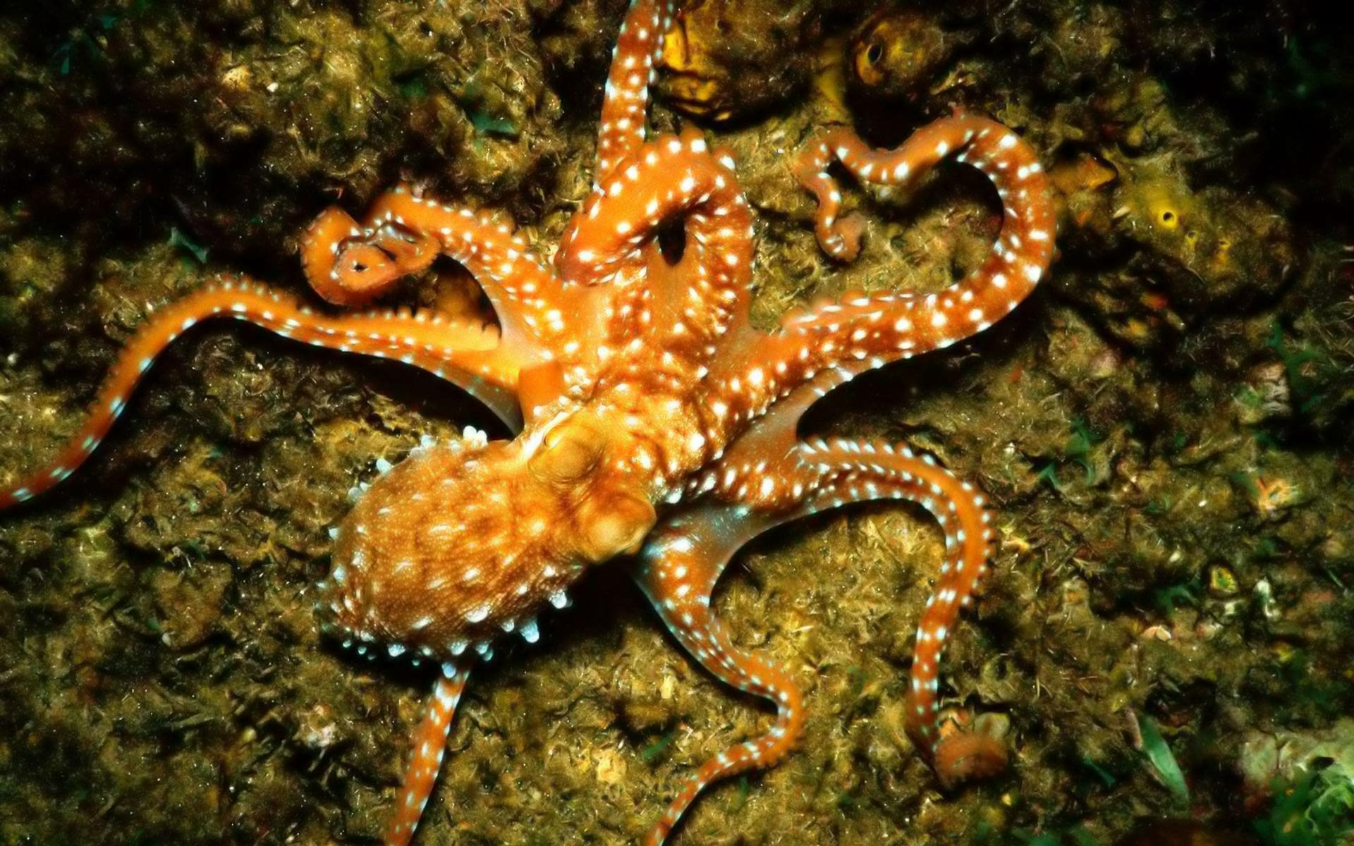 Download Animal Octopus HD Wallpaper