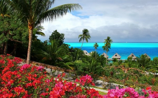 Photography Tropical Sea Palm Tree Tropics HD Wallpaper | Background Image
