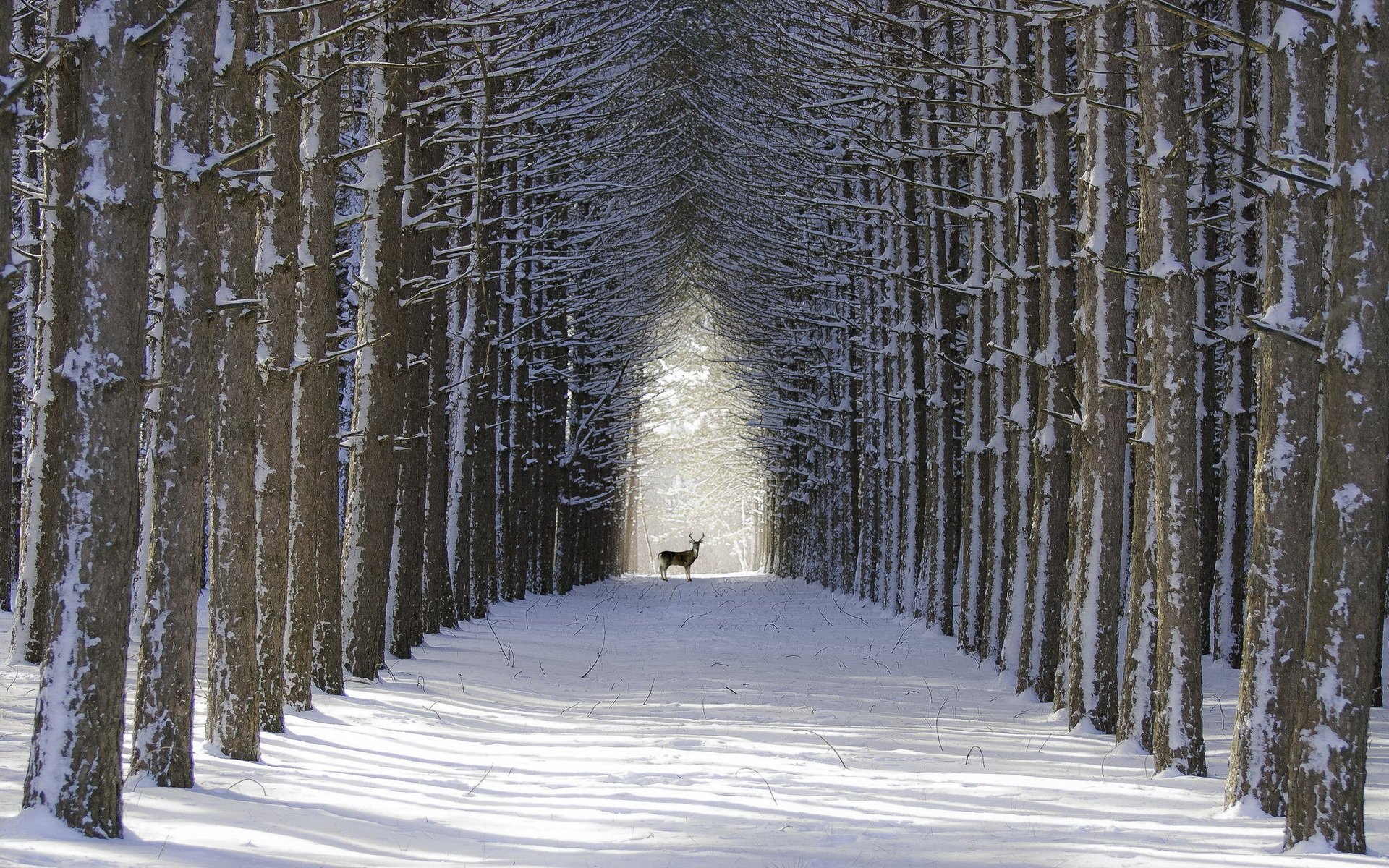 A buck stands in a snowy winter forest, framed by tall trees forming a natural tunnel, captured in HD for a peaceful PC desktop wallpaper.