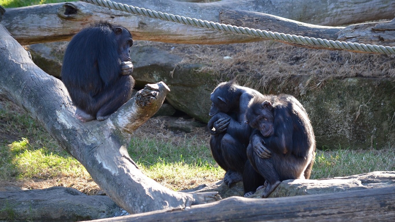 Chimpanzee At Taronga Zoo Sydney, Australia Wallpaper and Background