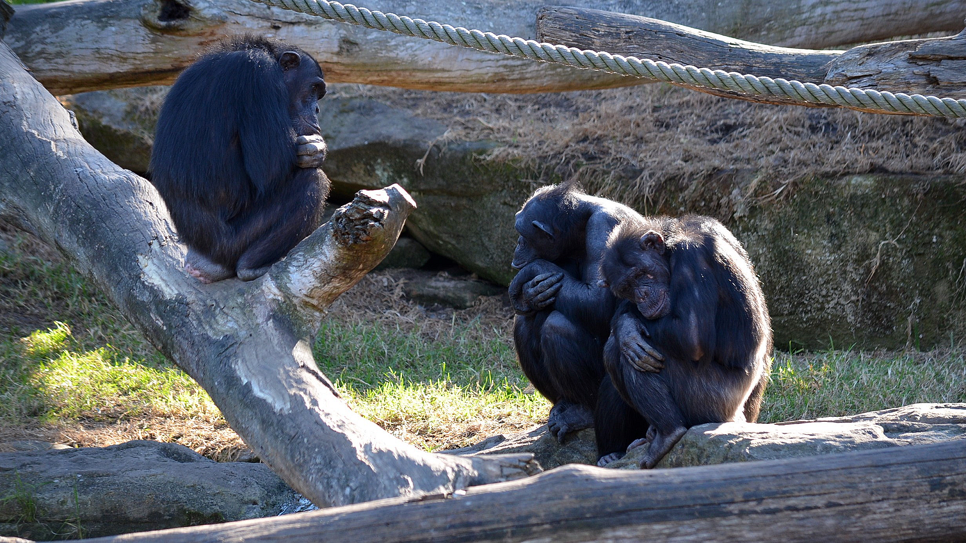 HD PC wallpaper of three chimpanzees (ape/monkey) at a zoo: one perched on a log, two huddled together among ropes and rocky enclosure.