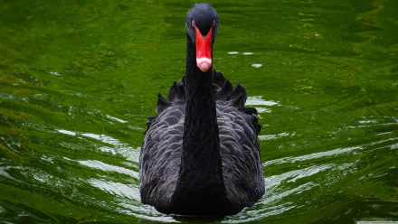 A striking black swan glides on vibrant green water, captured in stunning 4K Ultra HD as a PC desktop wallpaper showcasing the elegance of this animal bird.