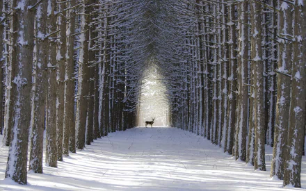 tree winter snow buck Animal deer HD Desktop Wallpaper | Background Image