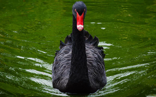 A striking black swan glides on vibrant green water, captured in stunning 4K Ultra HD as a PC desktop wallpaper showcasing the elegance of this animal bird.