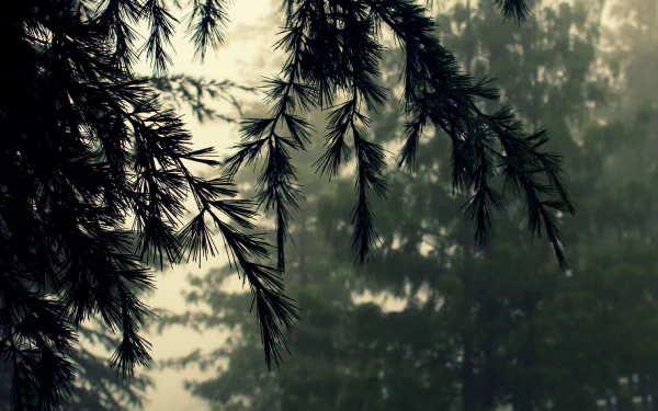 nature branch HD Desktop Wallpaper | Background Image