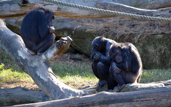 HD PC wallpaper of three chimpanzees (ape/monkey) at a zoo: one perched on a log, two huddled together among ropes and rocky enclosure.
