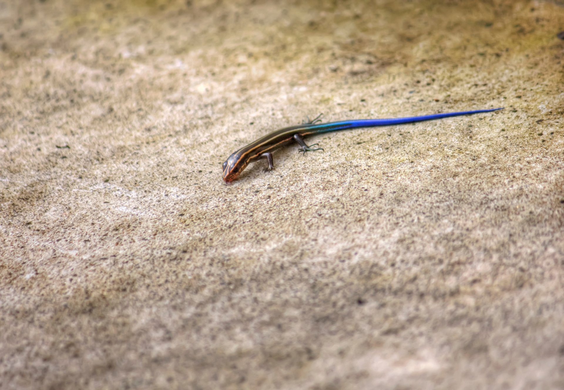 Download Lizard Animal Skink 4k Ultra HD Wallpaper