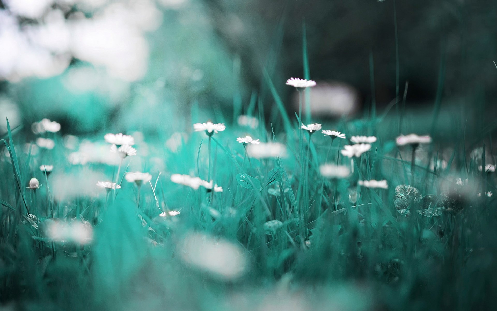 Hình nền Daisy HD Wallpaper với hoa cúc tươi sáng và đầy năng lượng chắc chắn sẽ làm tươi mới cho giao diện điện thoại của bạn. Xem ngay hình ảnh để khám phá vẻ đẹp đầy quyến rũ của hoa cúc!
