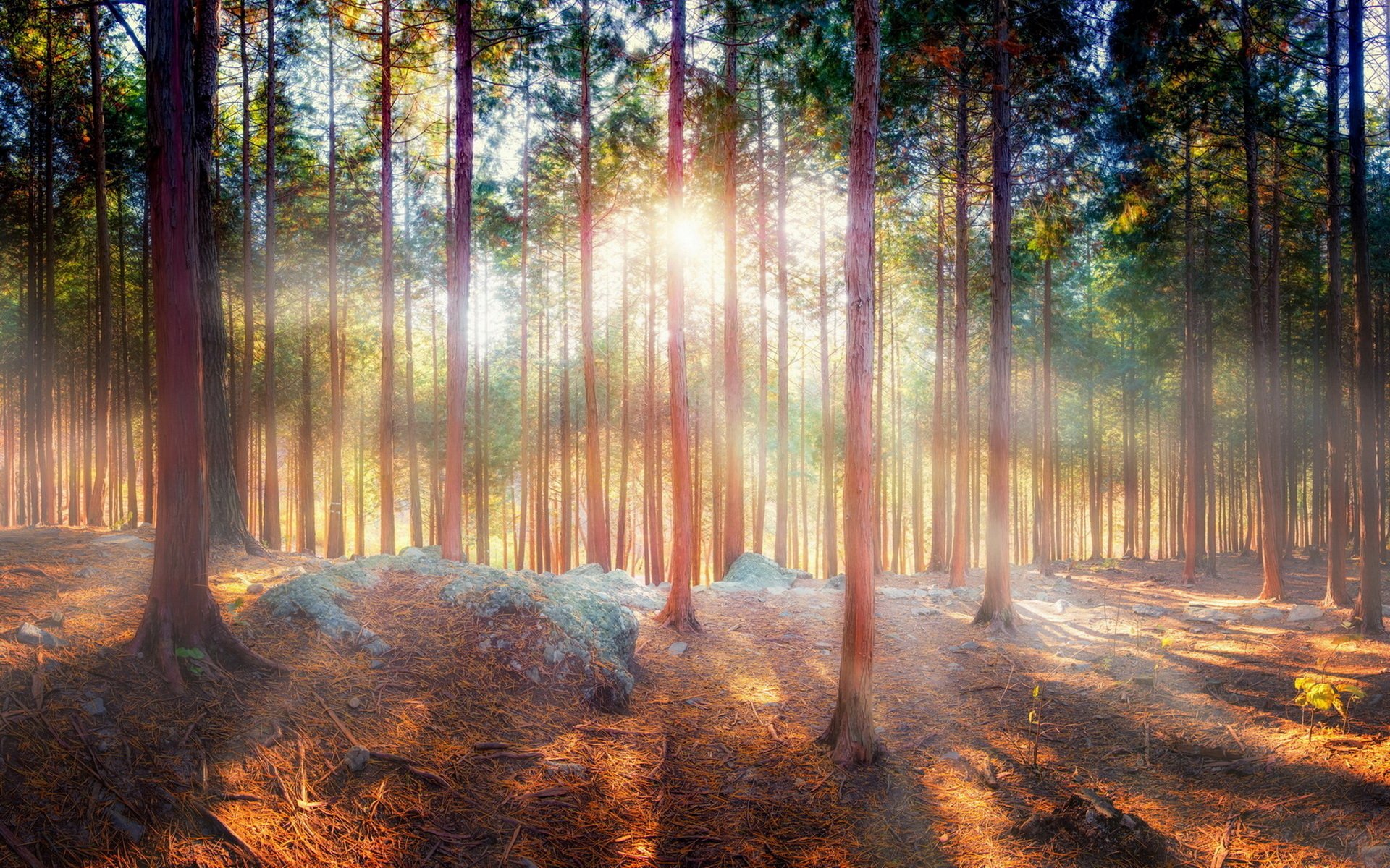 Download Nature Sunbeam HD Wallpaper