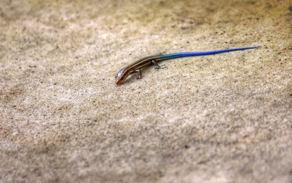  Blue Tailed Skink