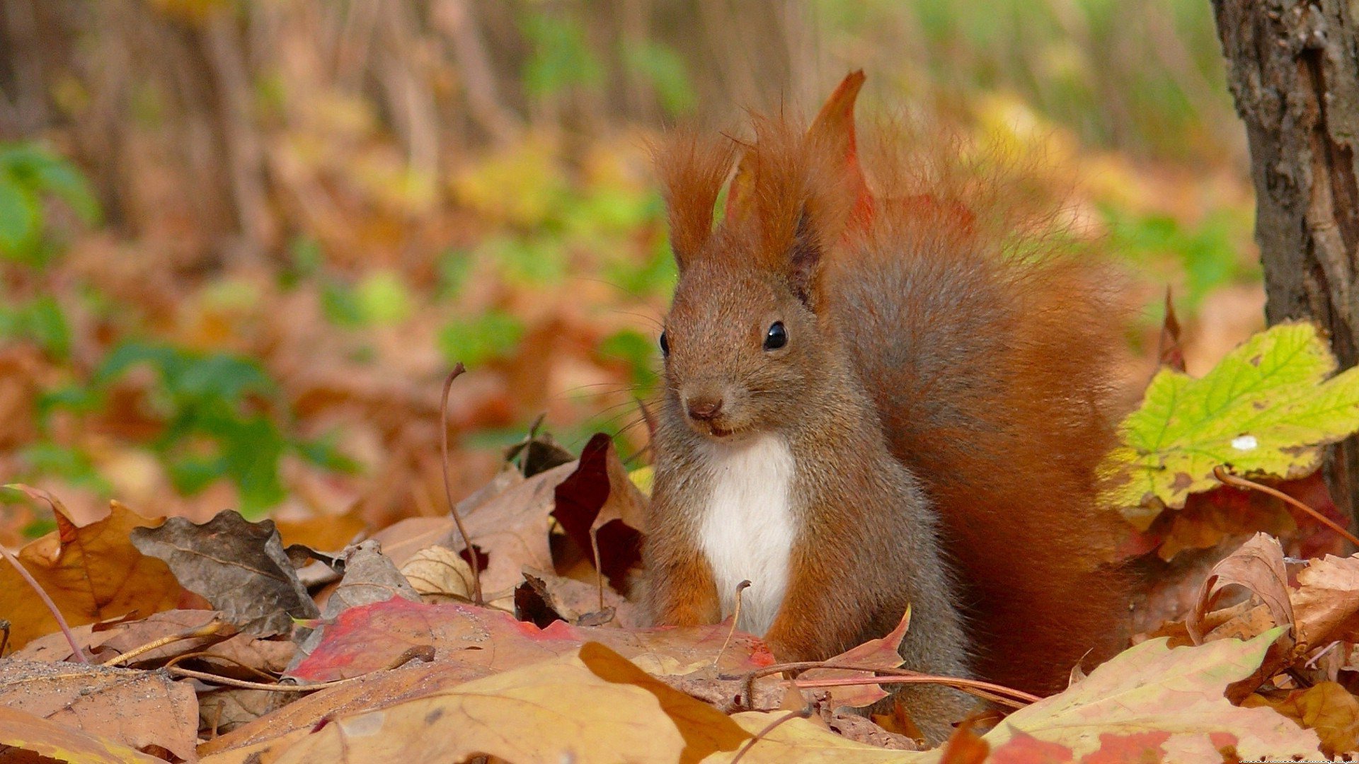 squirrel Full HD Wallpaper and Background | 1920x1080 | ID:529431
