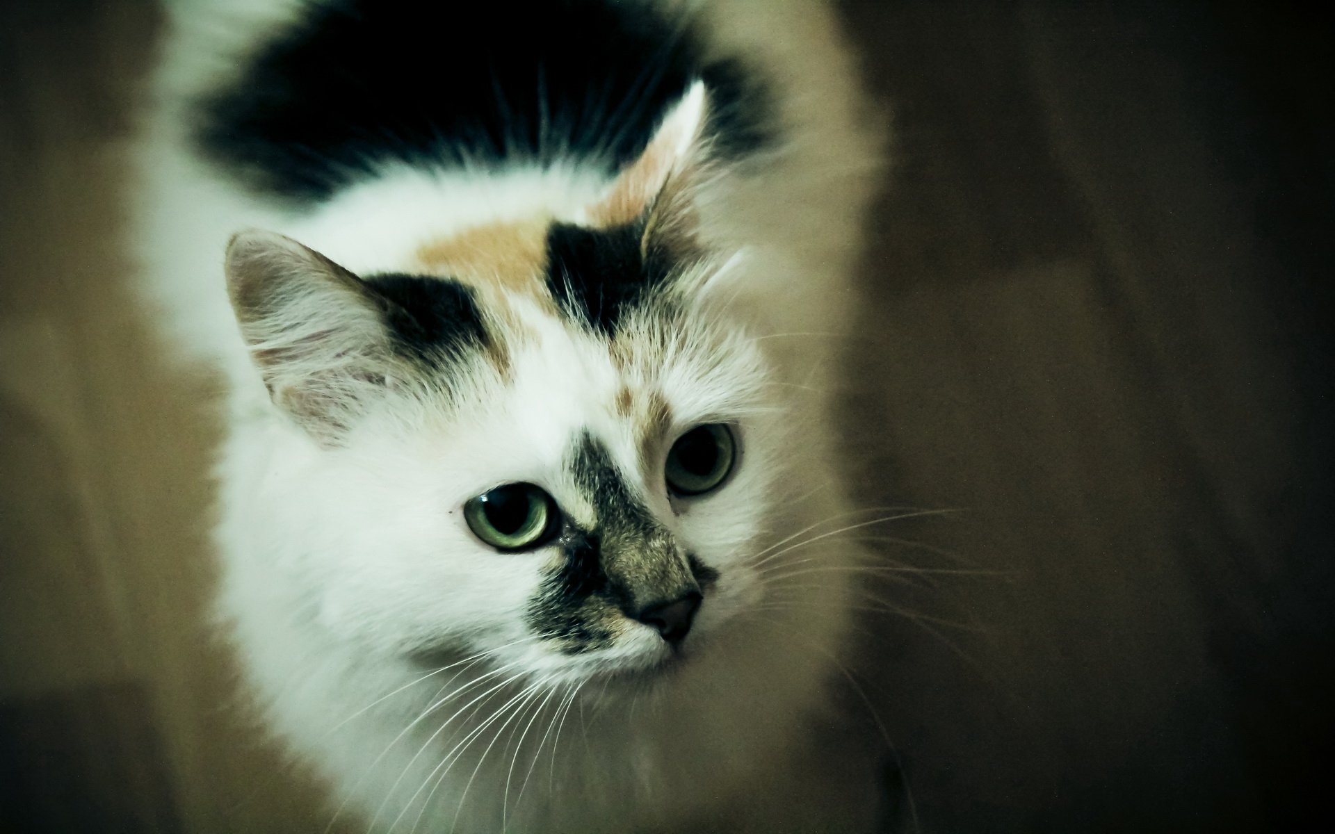 Download Cute Animal Cat Cute Cat HD Wallpaper