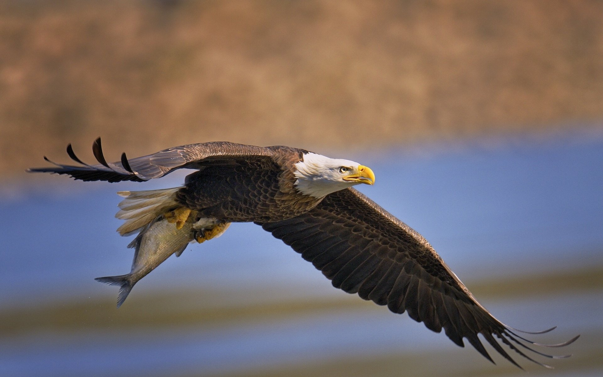 Download Animal Bald Eagle HD Wallpaper