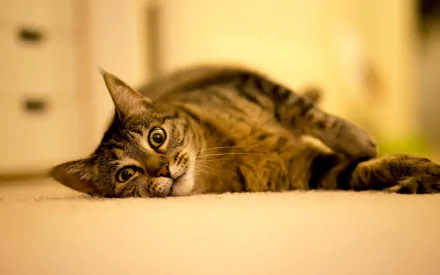 A resting tabby cat lies on the floor, captured in sharp detail as an HD PC desktop wallpaper and background.