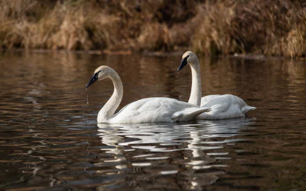 HD desktop wallpaper featuring two Trumpeter swans gracefully swimming on calm water with a natural shoreline background.
