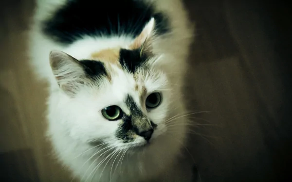 cute Animal cat cute cat HD Desktop Wallpaper | Background Image
