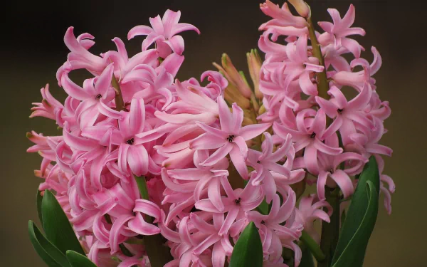 flower nature hyacinth HD Desktop Wallpaper | Background Image