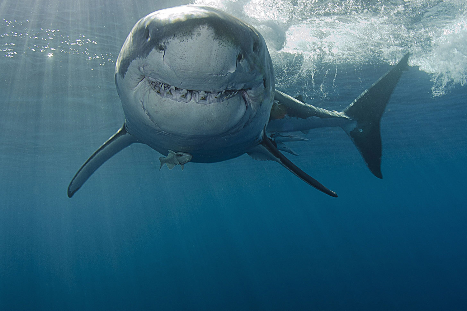 Animal Great White Shark HD Wallpaper | Background Image