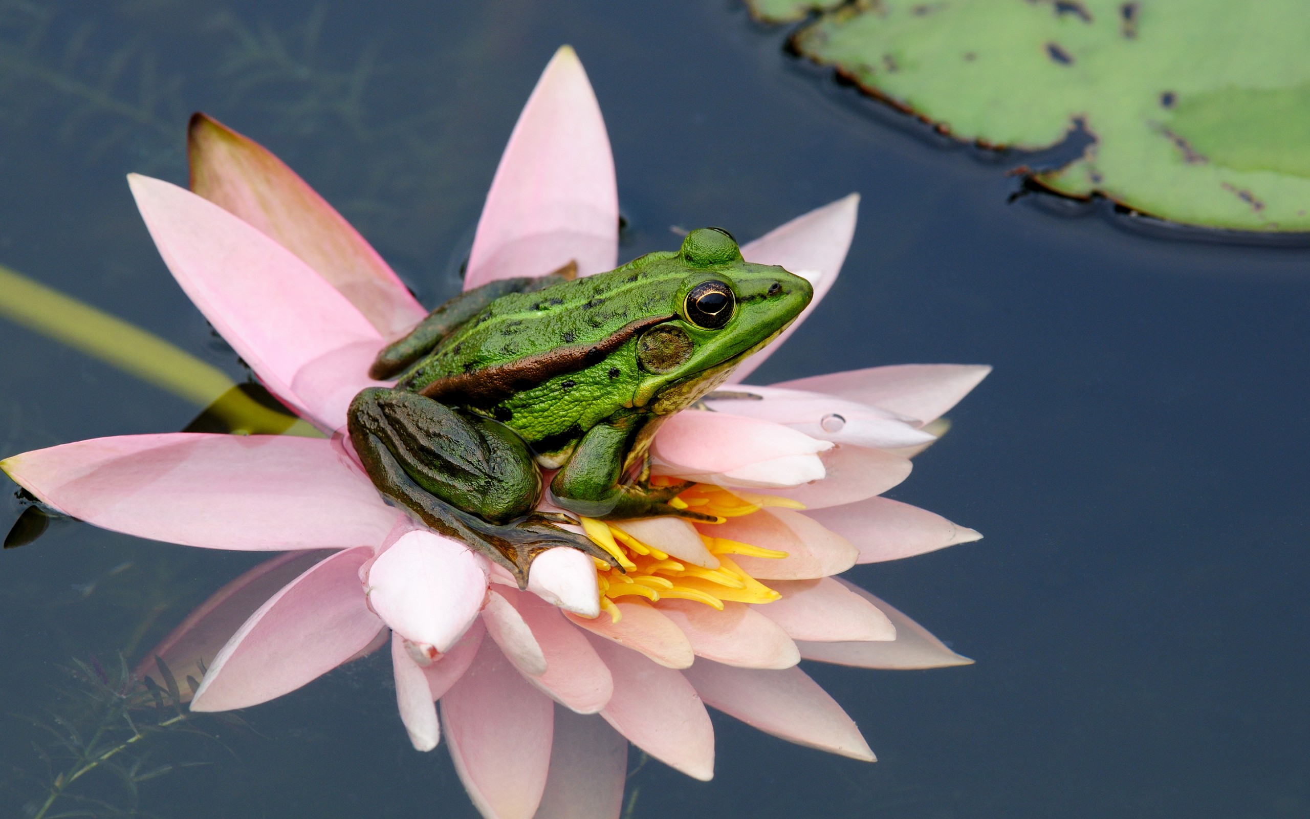Frog Hd Wallpaper Background Image 2560x1600 Id