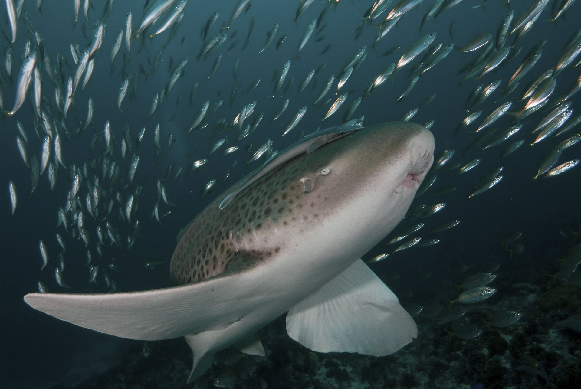 Download Animal Shark HD Wallpaper