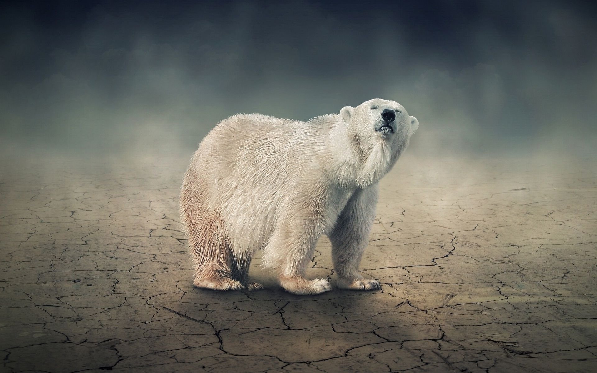 Download Bear Animal Polar Bear HD Wallpaper