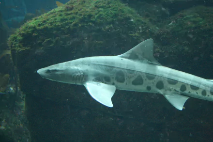 Animal leopard shark HD Desktop Wallpaper | Background Image