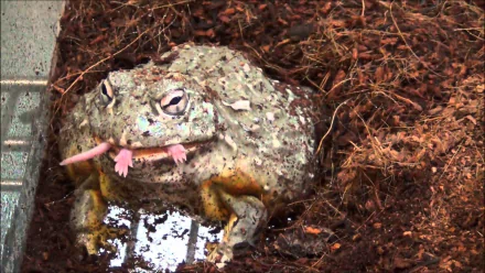 Animal pac-man frog HD Desktop Wallpaper | Background Image