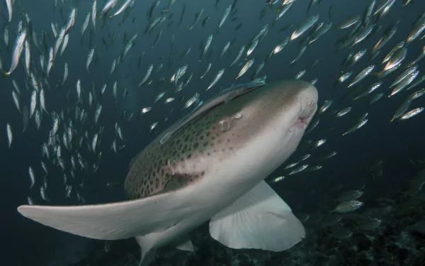  Pin Shark