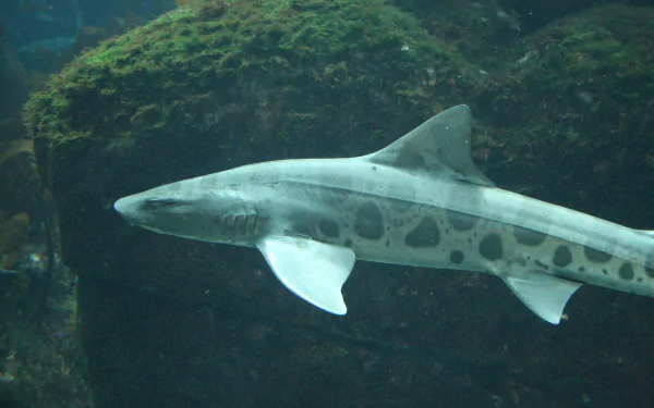 Animal leopard shark HD Desktop Wallpaper | Background Image