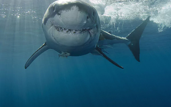 HD PC desktop wallpaper: great white shark (animal) approaching the camera in clear blue ocean, sunlight filtering through the surface.