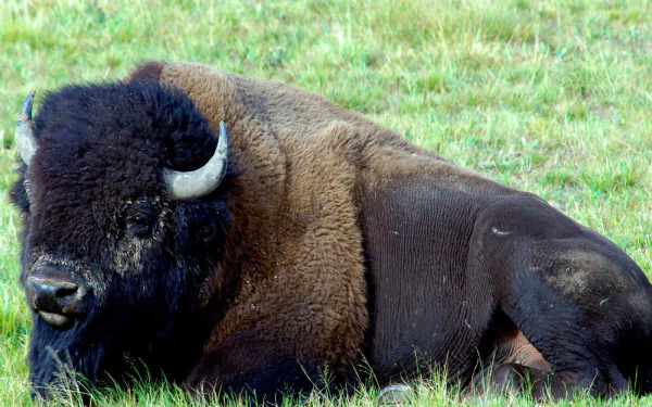 HD desktop wallpaper of an American bison buffalo resting on green grass in a natural outdoor setting.