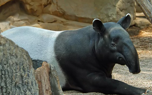 HD PC desktop wallpaper and background of an animal: a resting tapir with a black front and white rump in a shaded enclosure, close-up showing its textured skin and rounded snout.