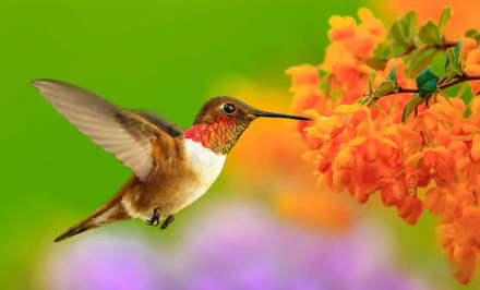  Humming-bird